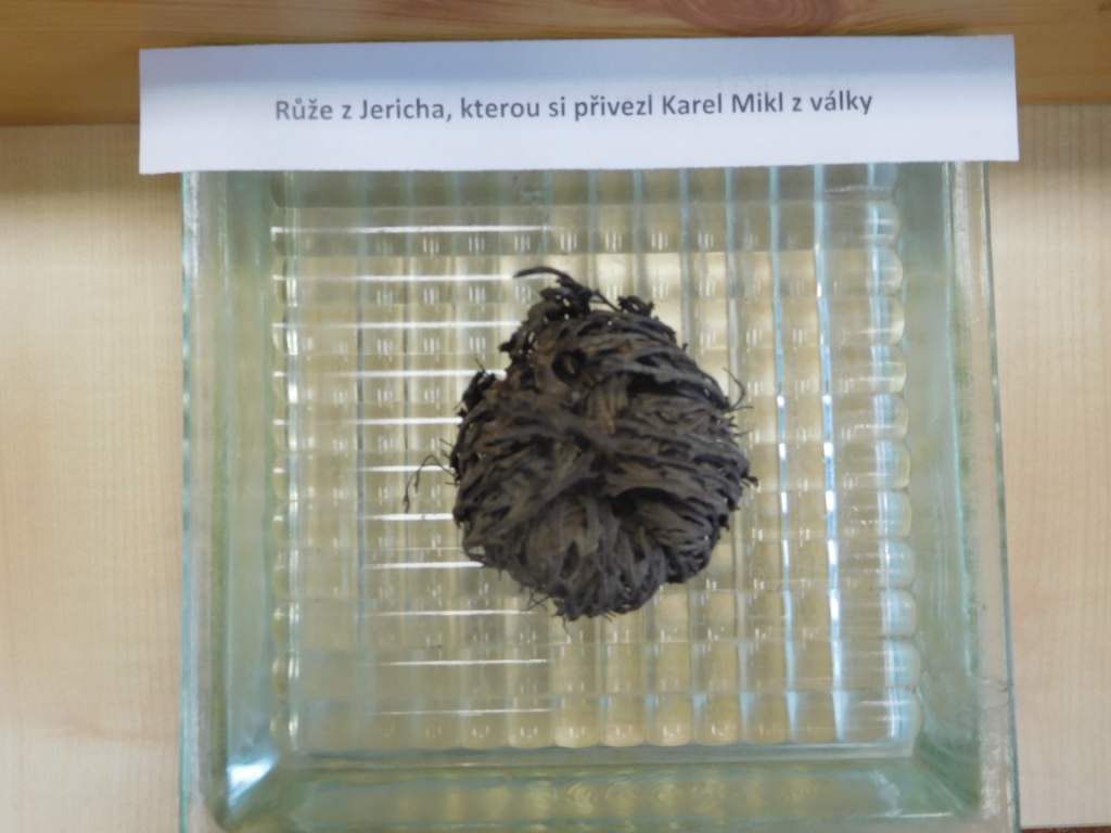 z vojny si přivezl růži z Jericha