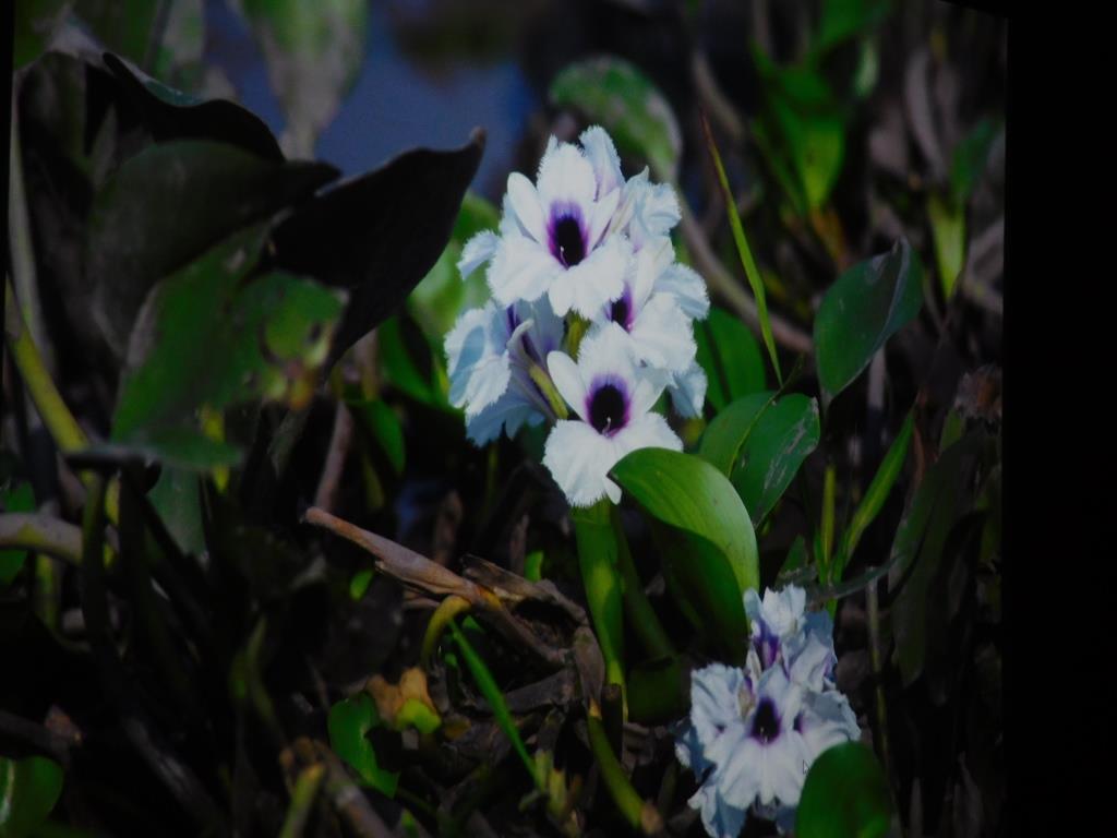 DSCN5032